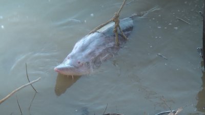 Защо изчезват есетровите риби от река Дунав?