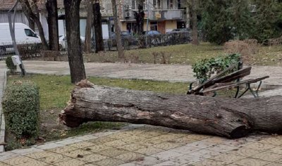 Голямо дърво падна върху пейка в пловдивски парк