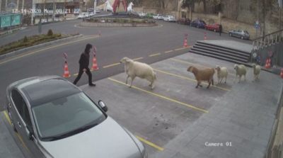 Стадо овце и кози щурмува турска община