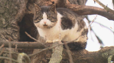 Полска котка живее повече от 9 години на дърво