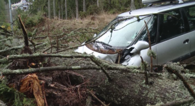 Паднали дървета затиснаха 5 коли в Пампорово
