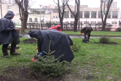 Нов живот за коледните дръвчета в Бургас