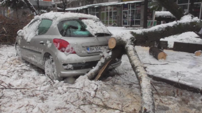 Множество счупени дървета и клони във Видин