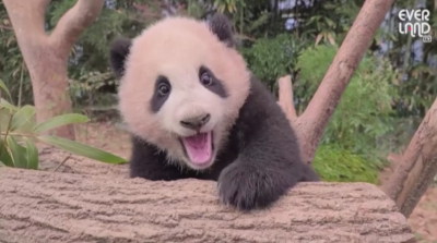 Видео с панда в Южна Корея събра над 4 млн. гледания в Ютюб