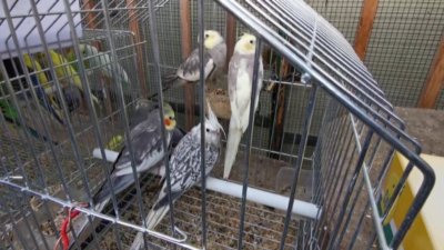 Затварят прочут пазар за птици в Париж