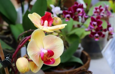 Богатството на "Орхидеите" в Ботаническата градина на БАН (Снимки)
