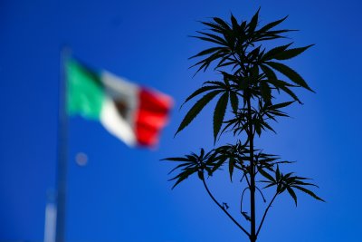 Мексико е на път да легализира марихуаната