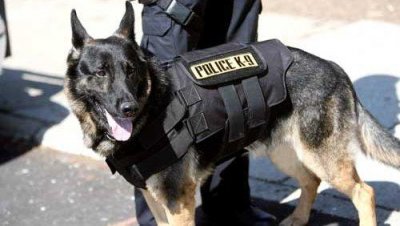 Полицейските кучета се включиха в борбата срещу COVID-19 в Латинска Америка