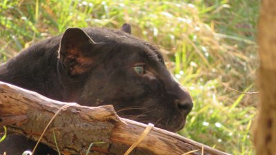 Черната пантера Окичуко в Софийския зоопарк почина на преклонна възраст от 24 години