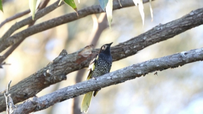 В Австралия застрашен вид пойна птица вече забравя песента си Тъжната