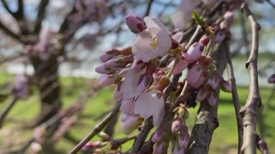 Емблематичните японски вишни сакура вече цъфтят в американската столица Тази