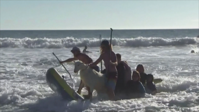 Коза на сърф е хит в Калифорния
