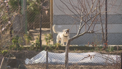 Кмет предлага да се ограничи броят на кучетата в едно домакинство в Благоевградско