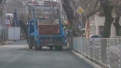Камион събори дърво във Варна