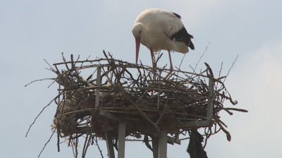 Във Варна монтират специални платформи и птицебрани, за да предпазят щъркелите
