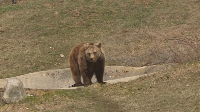 Само за десет години мечките в България са намалели почти