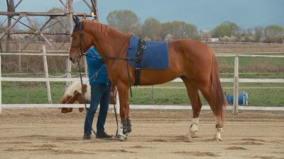 Как се отглеждат и тренират елитни коне за състезания