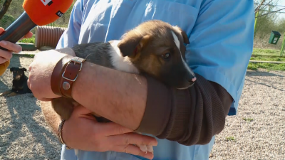 Кучета от Зооветеринарния комплекс в Пловдив чакат своите осиновители които