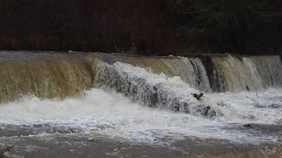 Община Велинград обяви частично бедствено положение Причината нарушени диги