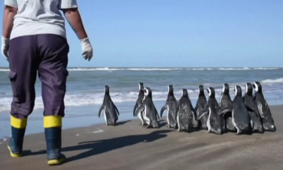12 магеланови пингвина бяха пуснати в океанските води край Сан