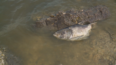 Мъртва риба изплува в езерото до русенското село Николово Водоемът е