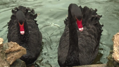 Двойка черни лебеди са една от най големите атракции във Варна