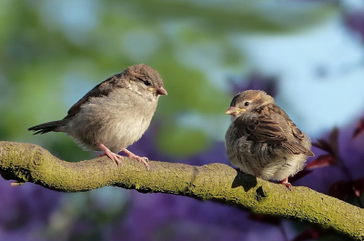 Броят врабчетата: Липсата им говори за шумна среда