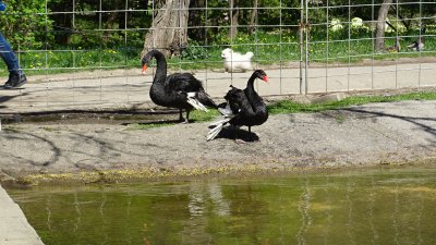 Два черни лебеда са новите обитатели на езерото в парк "Бачиново" (Снимки)