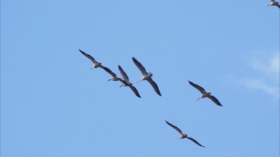 Хищници са нападнали някои от гнездата на пеликаните в резервата