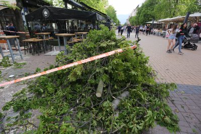 Дърво падна върху маси на столичния булевард "Витоша" (СНИМКИ)