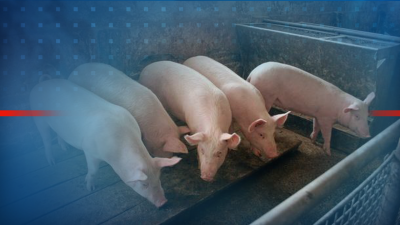 Всички индустриални свинекомплекси в България вече могат свободно да търгуват