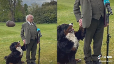 Кучето на ирландския президент открадна шоуто по време на негово