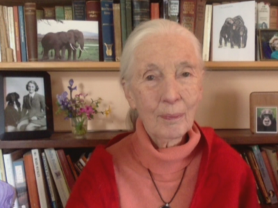 Ексклузивно за БНТ: Джейн Гудол - която живя с шимпанзетата и говори техния език