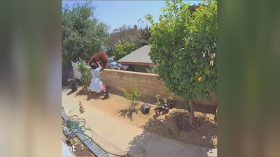 Момиче прогони мечка от двора си с голи ръце в Калифорния