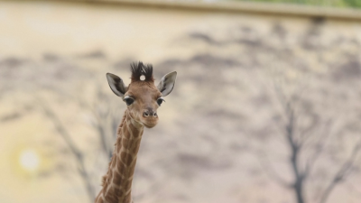 Зоопарк в Западна Франция има ново симпатично попълнение бебе