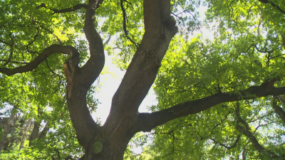 Над 1000 дървета в София вече са отбелязани на нова