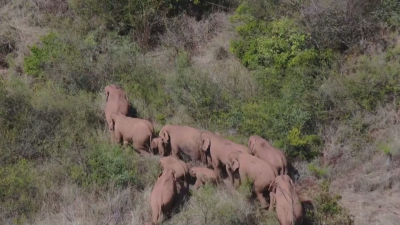 Необичайно пътешествие из Китай на стадо от 15 слона се