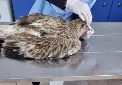 Спасиха ранен Царски орел в Бургаско