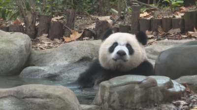Откриха Музей на пандата в Съчуан