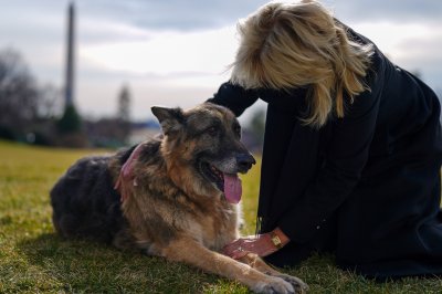 Почина едно от кучетата на Джо Байдън Тъжната новина съобщи