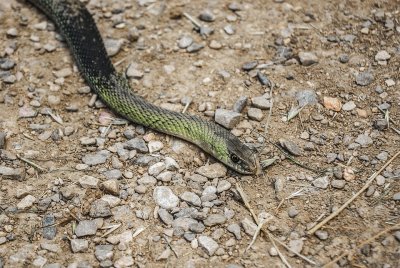 Със затоплянето на времето зачестяват сигналите за змии във Варна