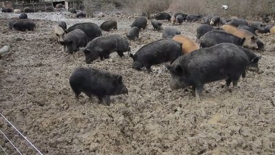 Източнобалканската свиня е уникален за България биологичен вид който трябва