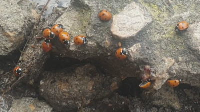 Нашествие на калинки във Варна червените бръмбарчета летяха на