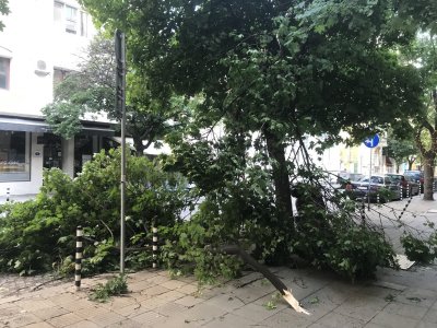Дърво падна в центъра на София след силната буря снощи (Снимки)