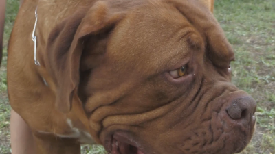 Елитни породи кучета дефилират танцуват и ловят фризби в Бургас