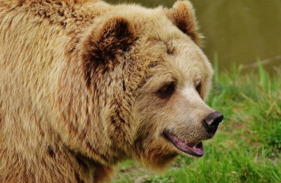Близките срещи с мечки не са рядкост В Италия и