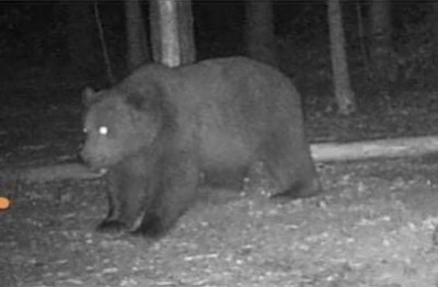 Безопасен ли е районът след нападението на жена от мечка в Белица?