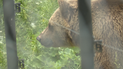 Жената нападната от мечка докато бере гъби край Белица вече