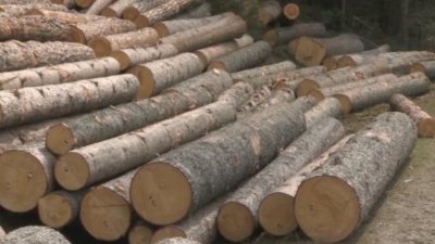 Хванаха бракониер рецидивист с незаконна дървесина в Разлог