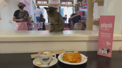 На кафе с котка в Бразилия с цел търсене на осиновители